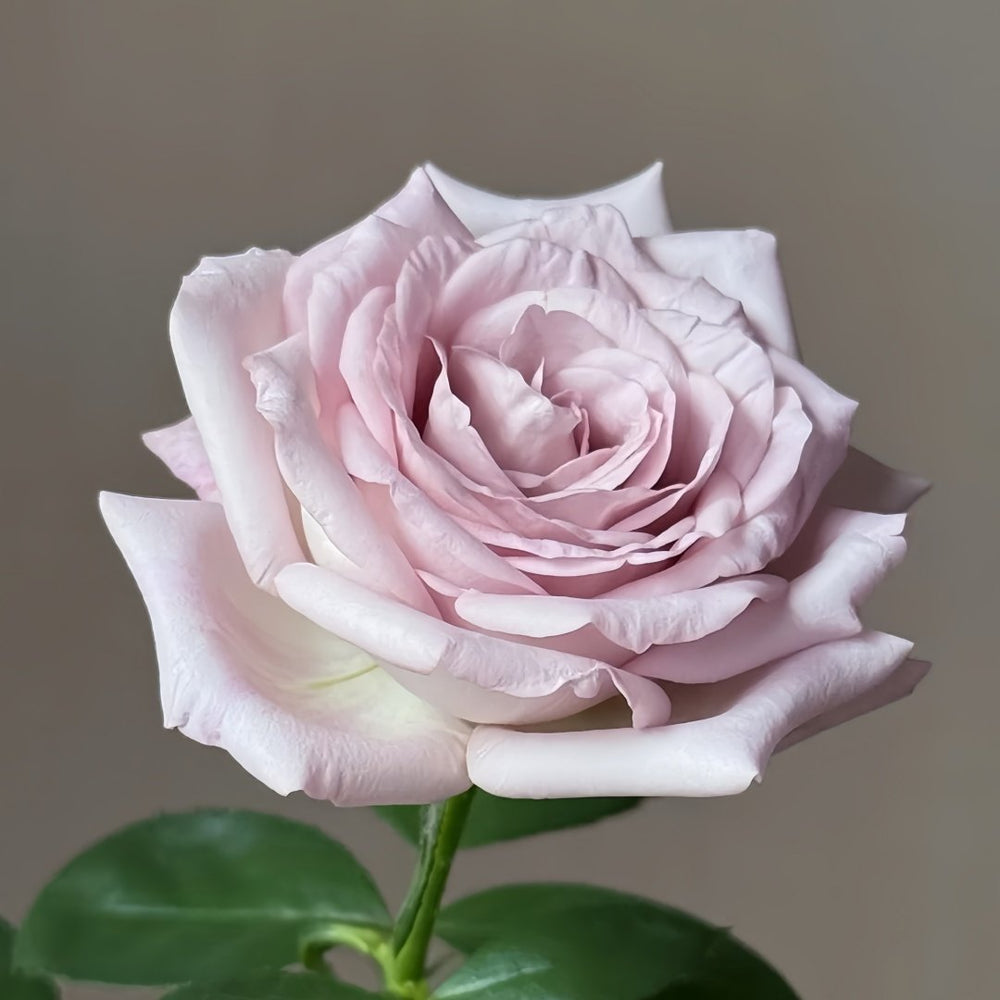 Bounty Way Rose Plant｜赏金之路 image 5