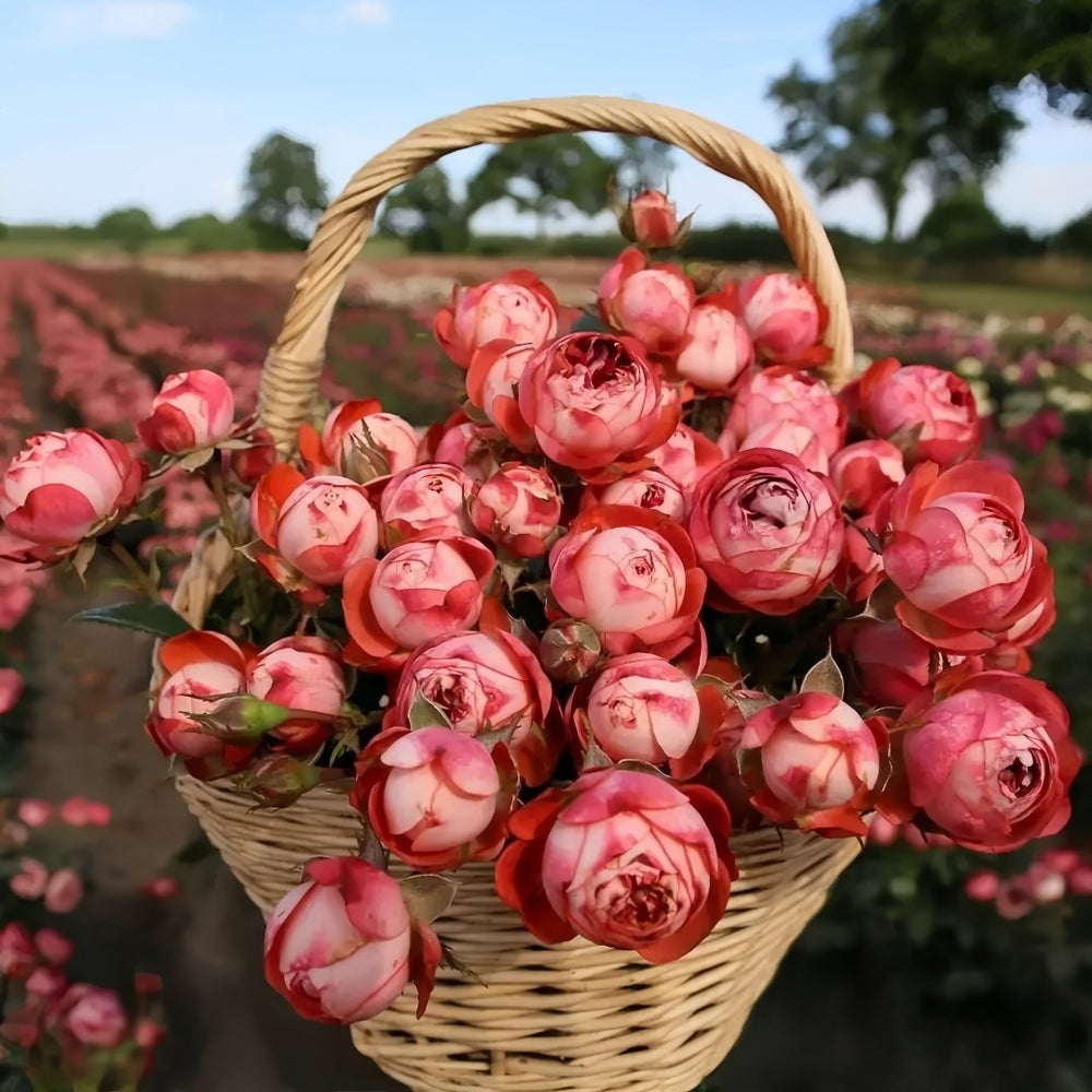 Pompeji Rose Plant | 庞贝/蓬培基 image 5