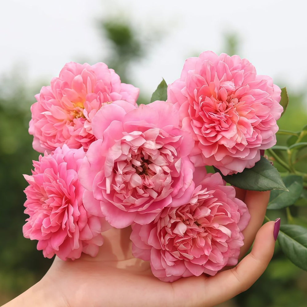 Robe à la française Rose Plant｜法国礼服 image 5