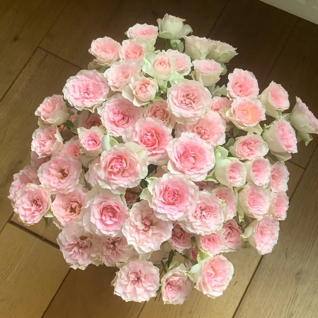 Fancy Rora Rose Plant｜情迷罗拉 image 0