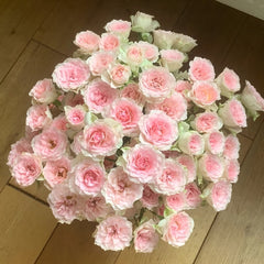Fancy Rora Rose Plant｜情迷罗拉 image 0
