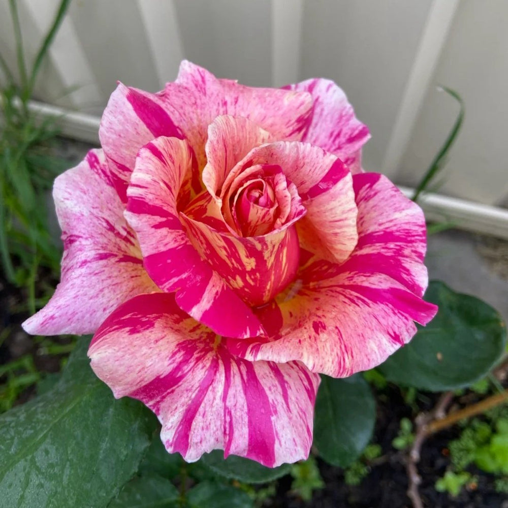 Scentimental Rose Plant | 说愁 image 7