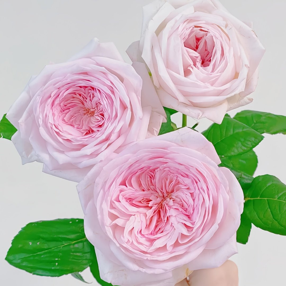 Special Bride Rose Plant｜特别新娘 image 8