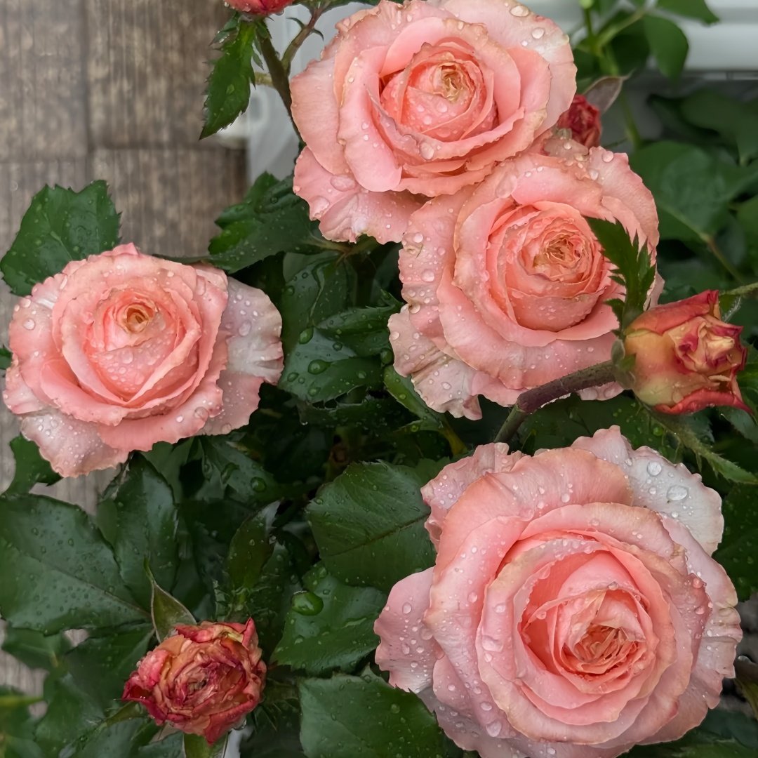 Princess Crown Rose Plant｜公主皇冠 image 6