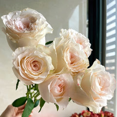 Hazel Rose Plant|赫兹 image 3
