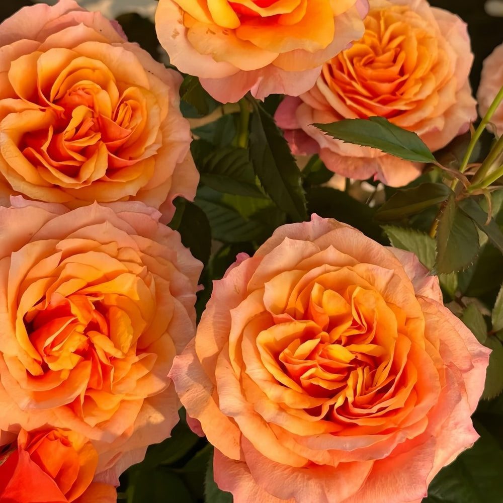El Paso Forever Rose Plant｜永远的艾帕索 image 4