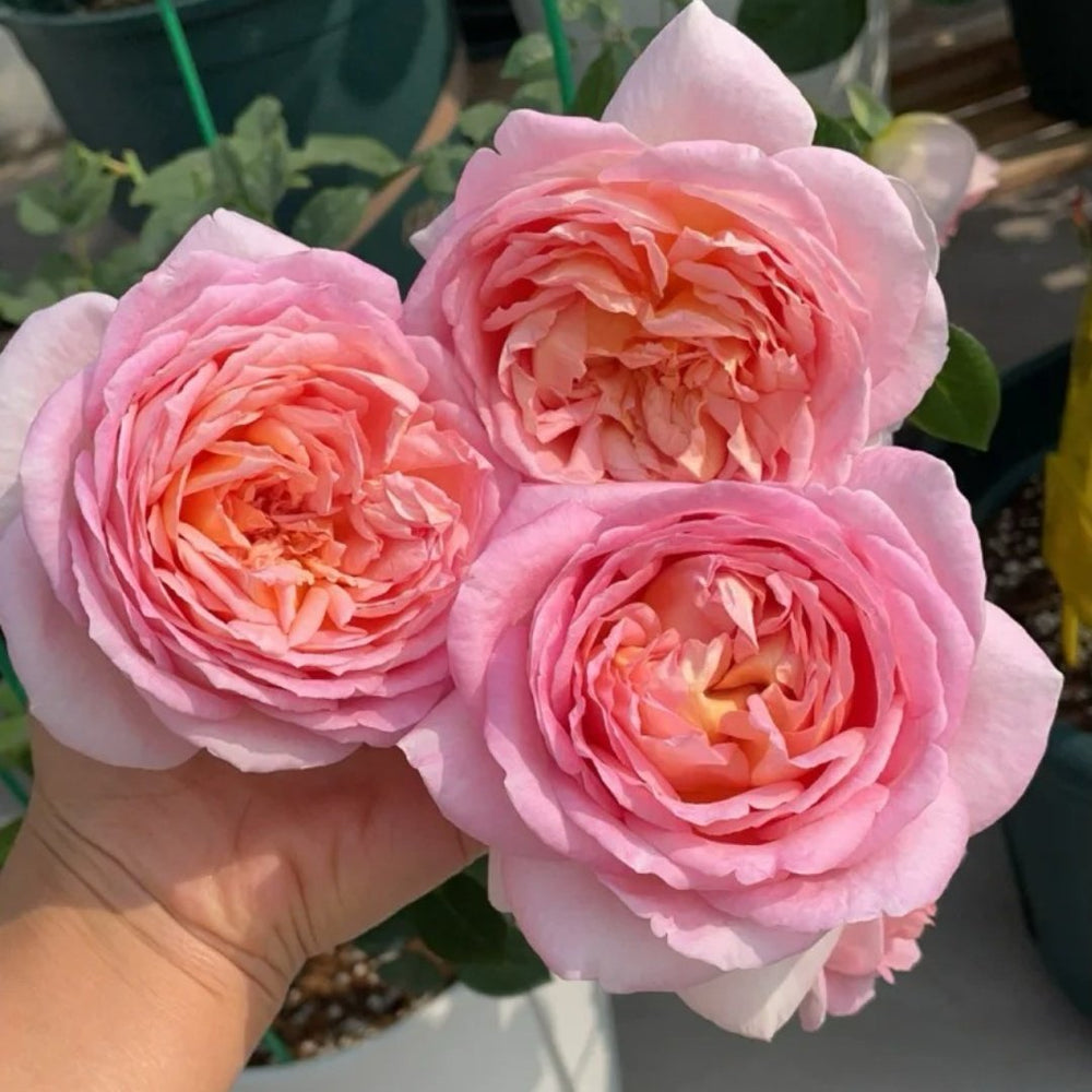 Fendai Rose Plant｜粉黛 image 0