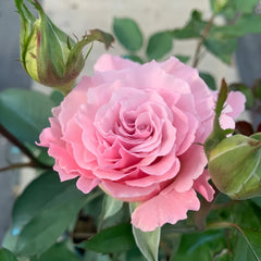 La mariee Rose Plant｜新婚 image 2