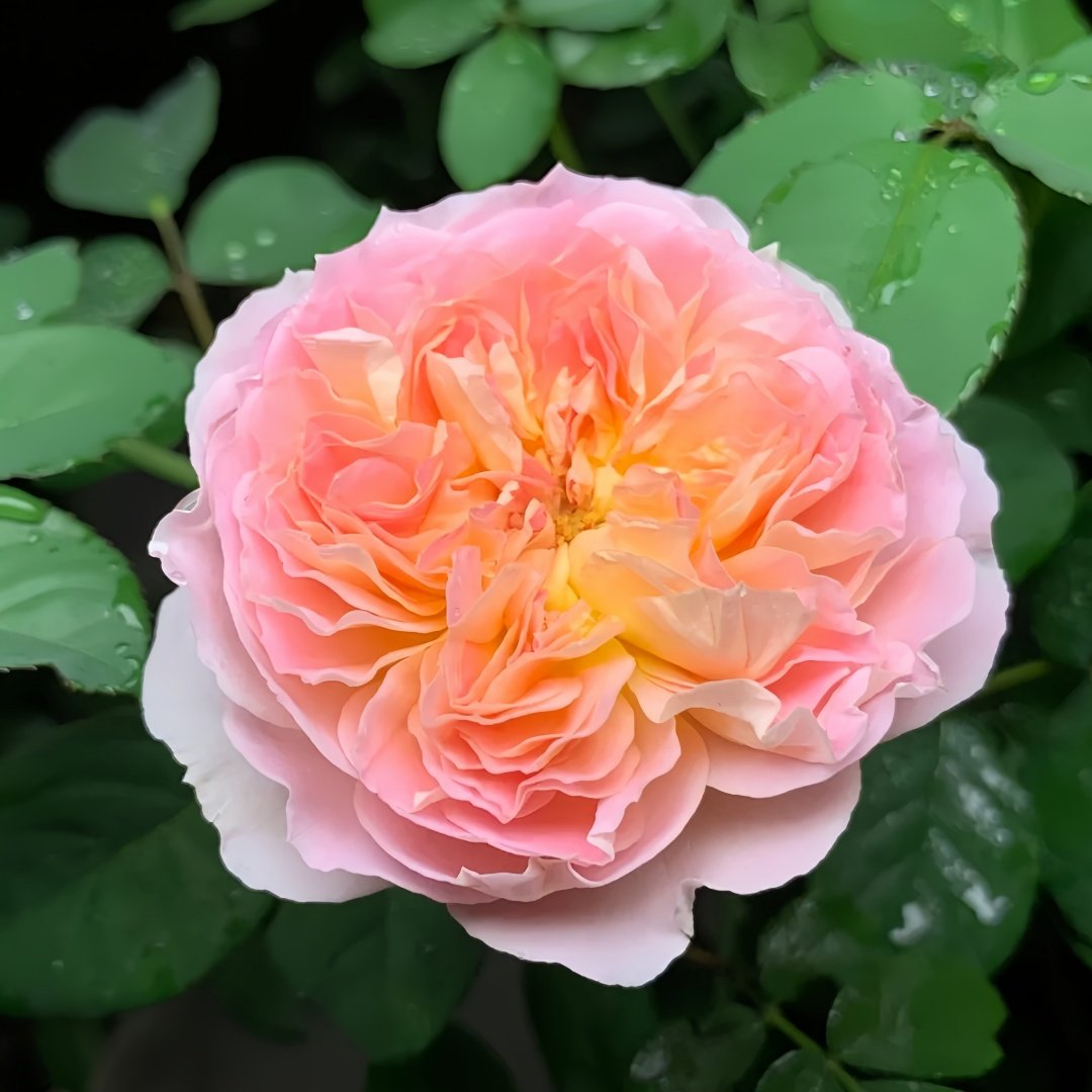 Muyunsi Rose Plant|暮云思 image 1