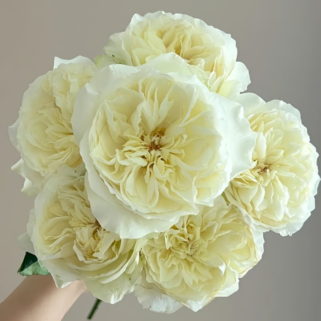 Nozari Rose Plant｜诺莎莉 image 8