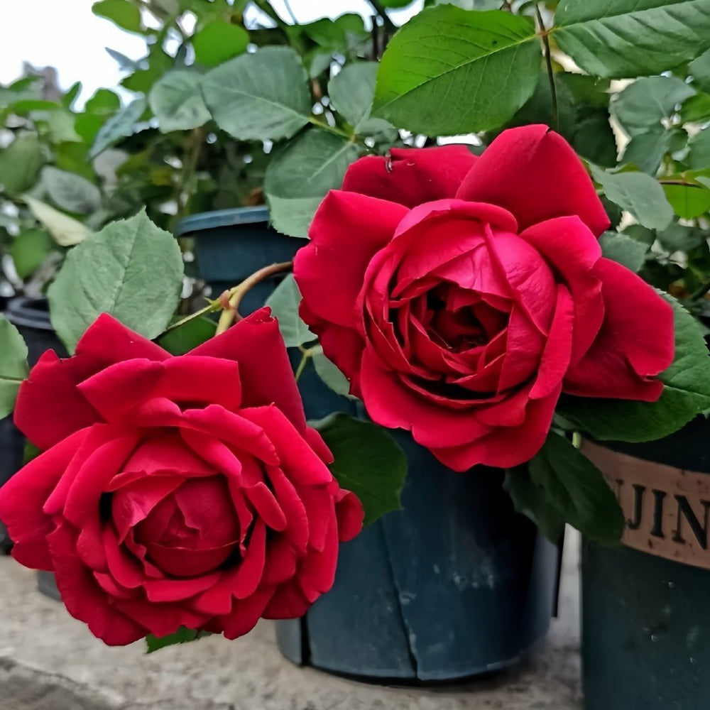 Admiral Rose Plant｜海军上将 image 5