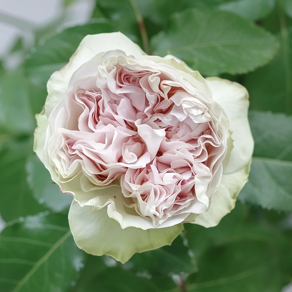 Shades of Grey Rose Plant| 灰色阴影 image 4