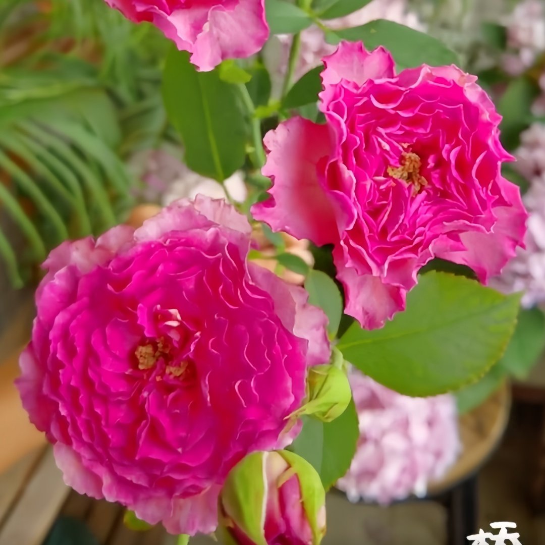 Sapphire Rose Plant|伊芙蓝宝石 image 7