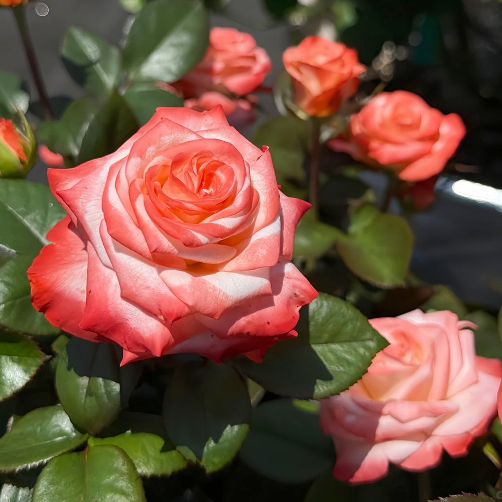 Farfalla Rose Plant｜法尔法拉 image 4