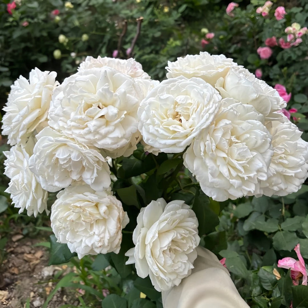White Cloud Rose Plant｜白色云端 image 8