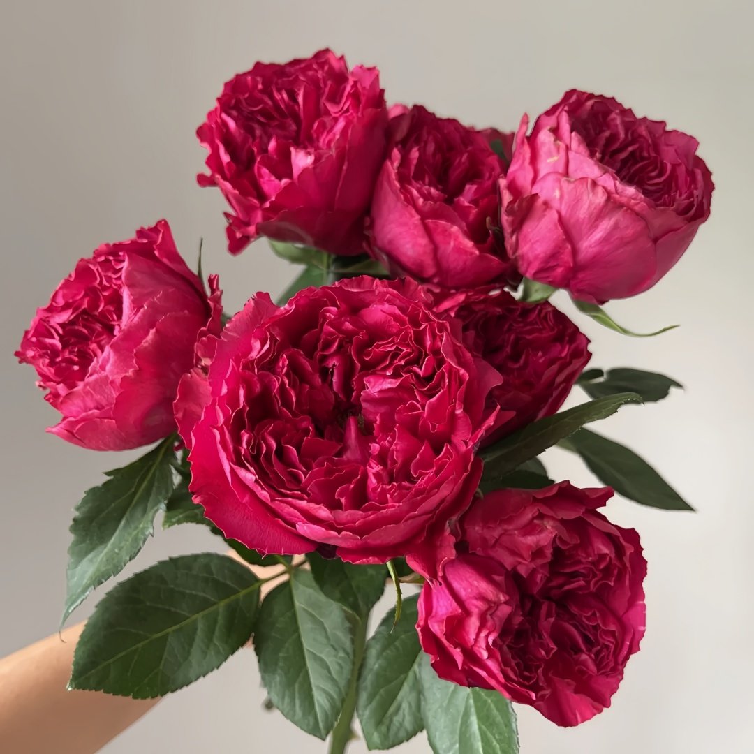 Rospberry Elegance Rose Plant｜优雅树莓 image 0