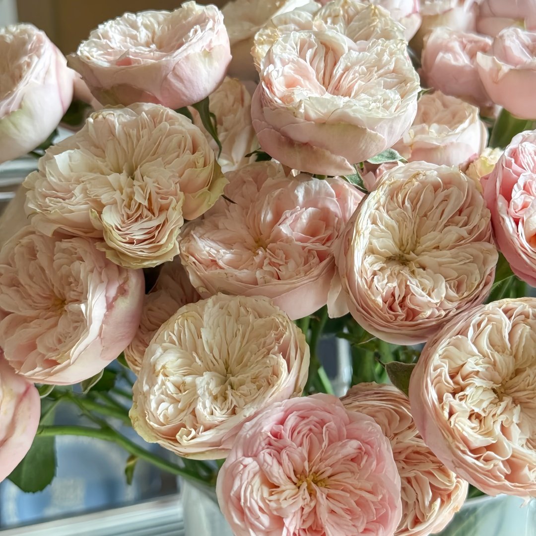 Royal Blush Rose Plant|皇家腮红 image 6