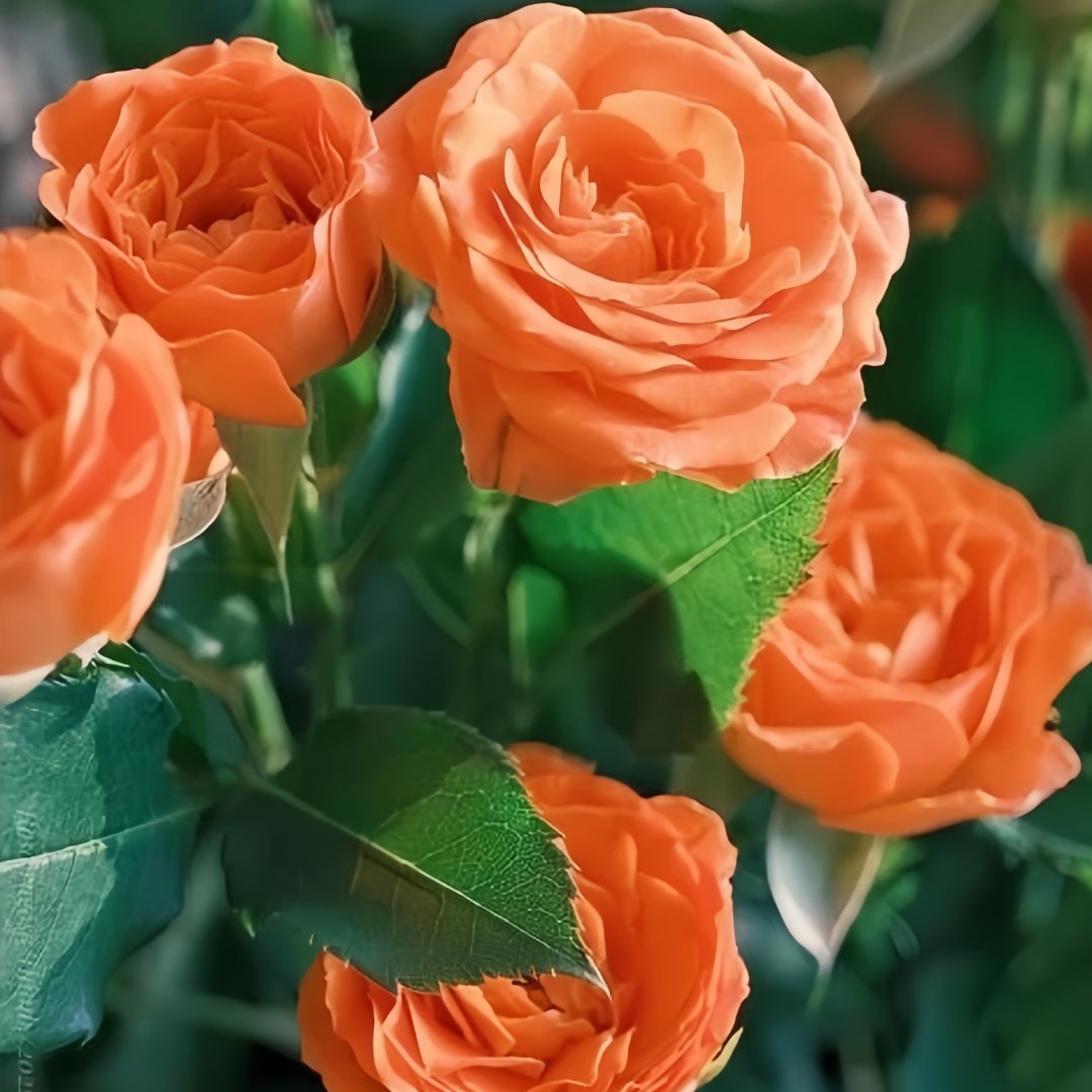 Orange Jewel Rose Plant ｜橙色芭比 image 7