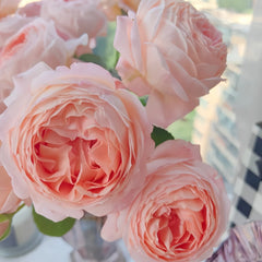 Confiture Rose Plant | 果酱 image 3