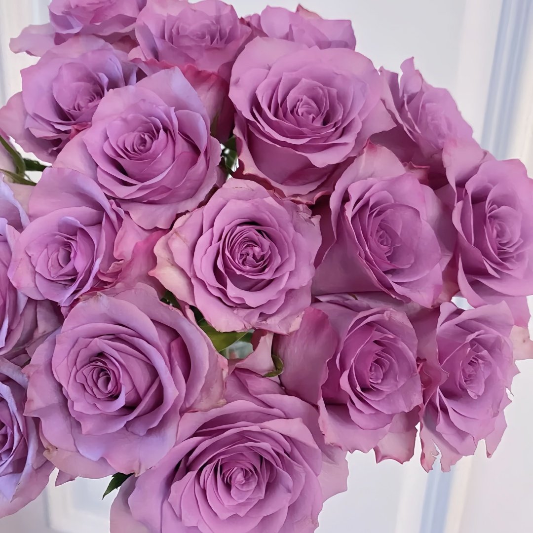 Nightingale Rose Plant｜紫霞仙子 image 5
