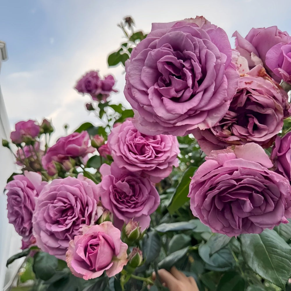Quick Silver Rose Plant|快银 image 5