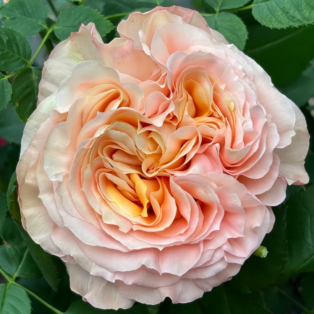 Butterfly Valley Rose Plant | 蝴蝶谷 image 0