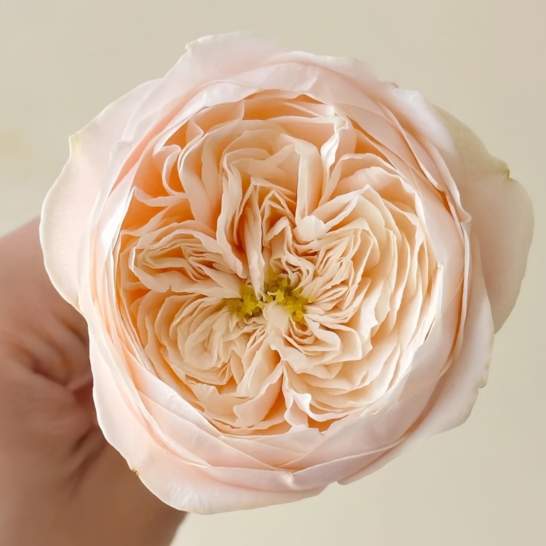 Darlington Rose Plant | 达林顿 image 1