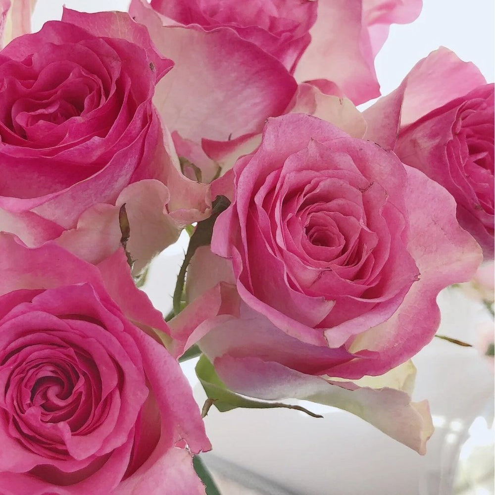 Malibu Rose Plant | 马里布 image 2