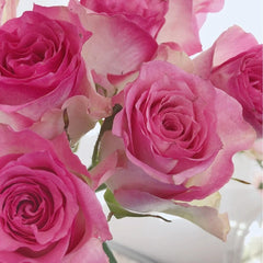 Malibu Rose Plant | 马里布 image 2