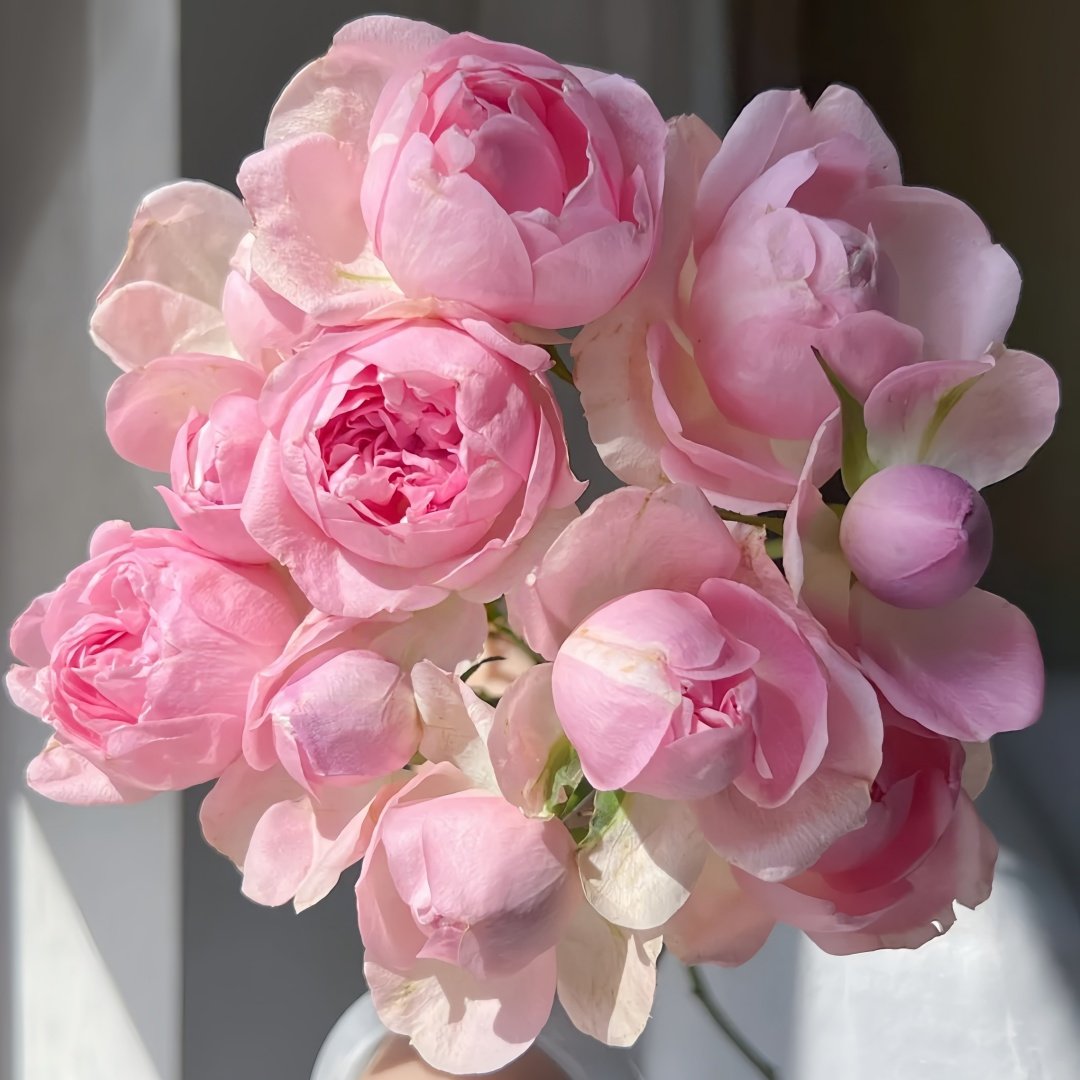 Midnight Seven Star Rose Plant｜午夜七星 image 8