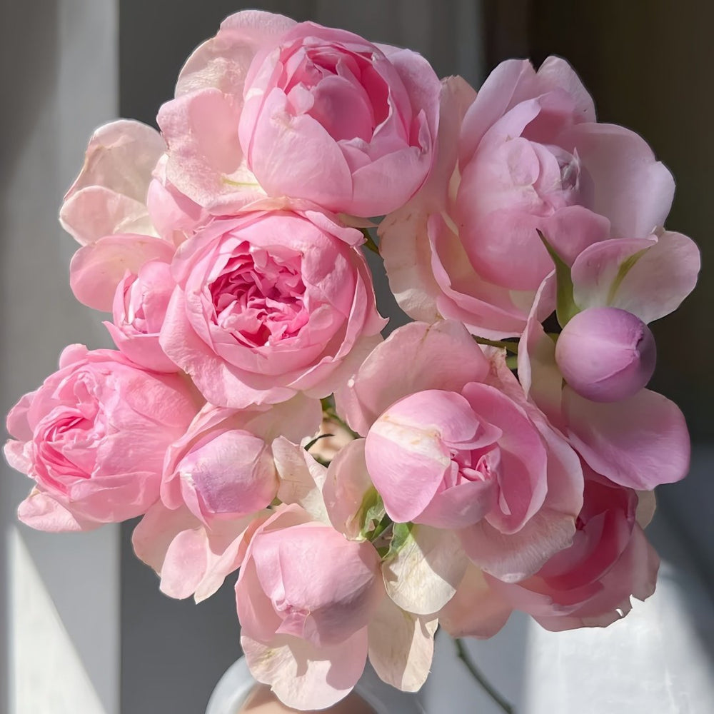 Midnight Seven Star Rose Plant｜午夜七星 image 8