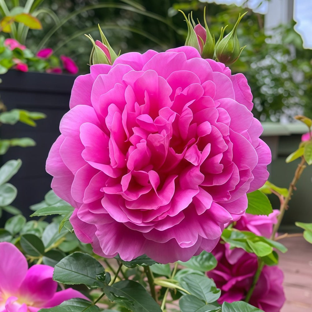 Princess Anne Rose Plant|安妮公主 image 6
