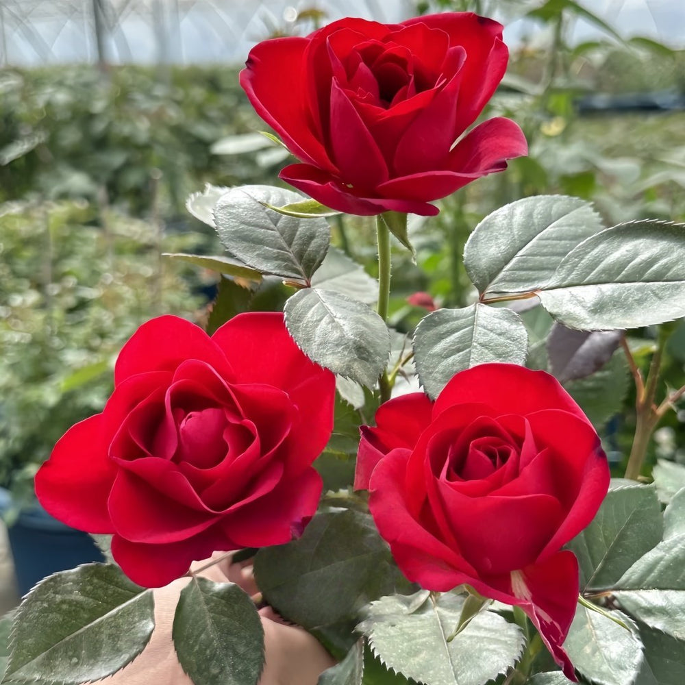 Summer Sangria Rose Plant｜魔法红鞋 image 4