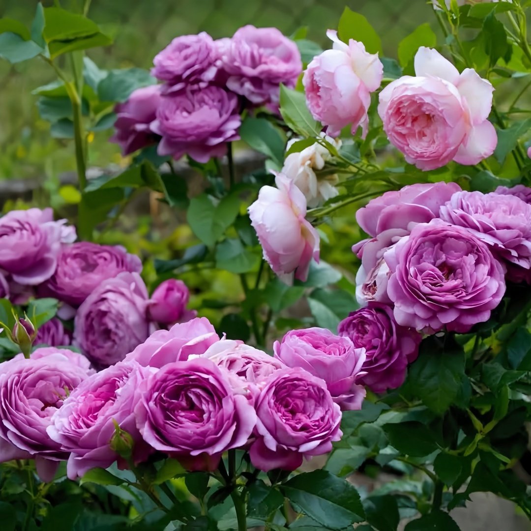 Thelma Rose Plant|塞尔玛 image 7