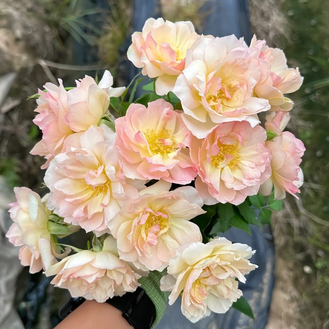 Nausica Rose Plant|娜乌西卡 image 7