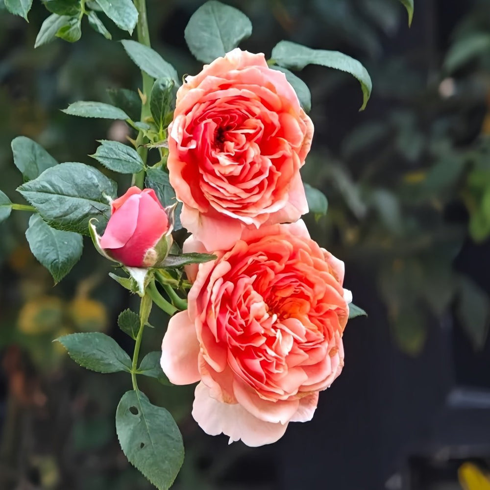 Silk Road Rose Plant|丝绸之路 image 8