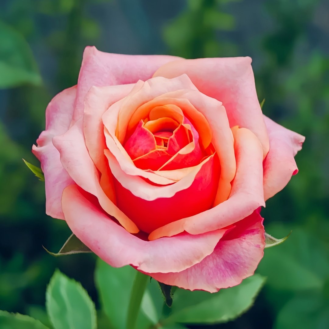 Cherry Brandy Rose Plant｜樱桃白兰地 image 1