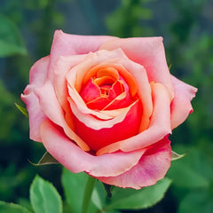 Cherry Brandy Rose Plant｜樱桃白兰地 image 1