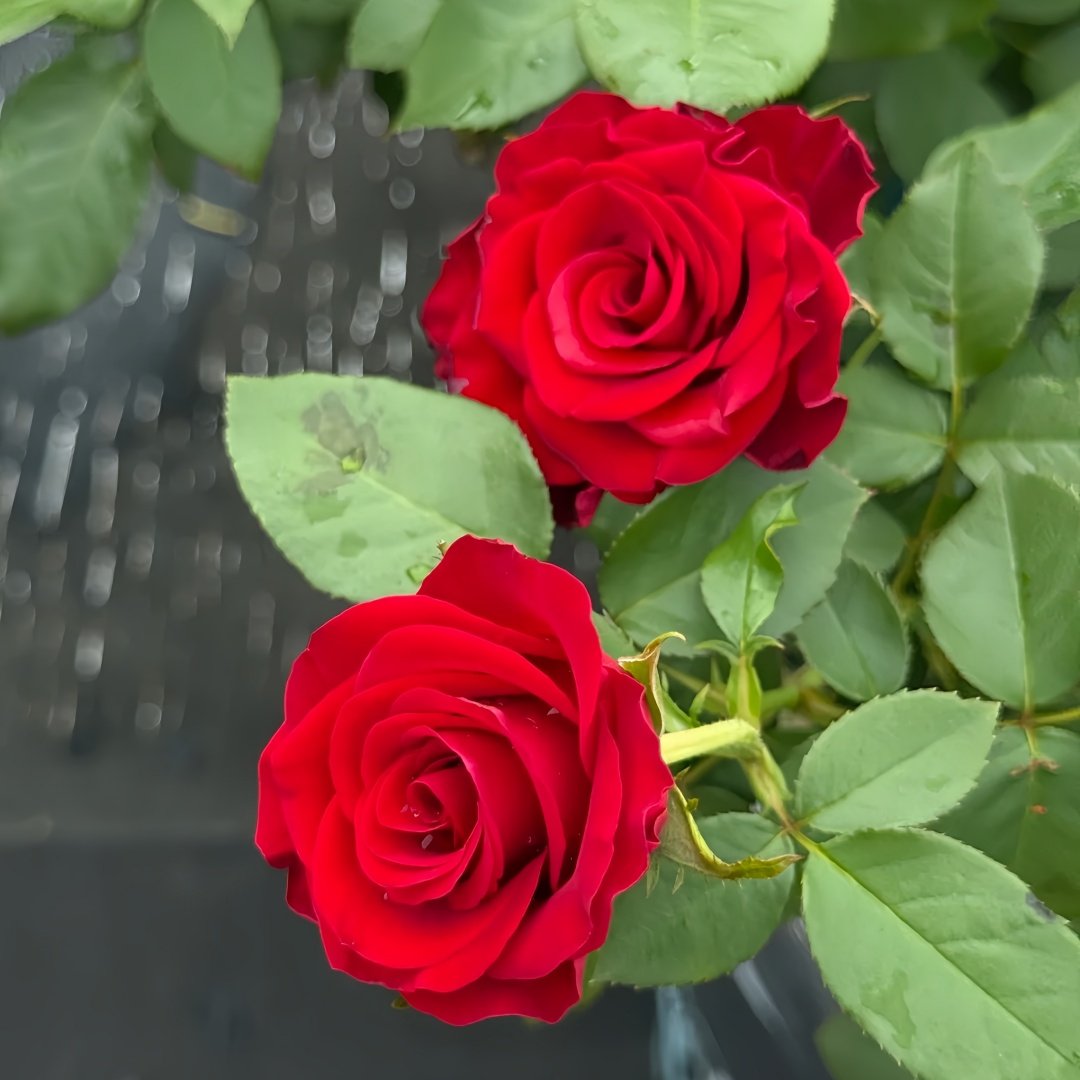 Hallelujah Rose Plant|哈利路亚 image 6