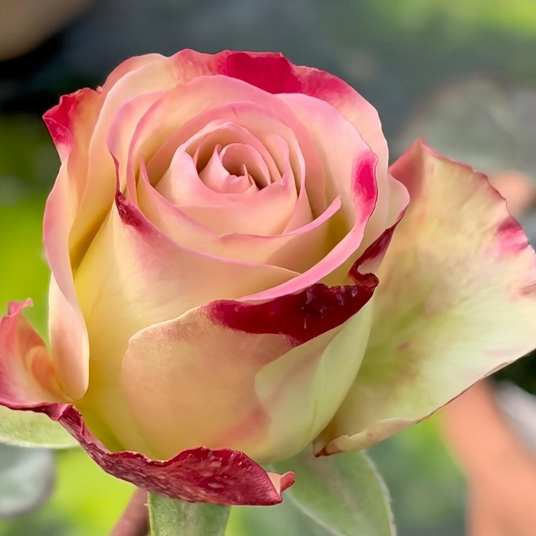 Upper Secret Rose Plant|上层秘密 image 6