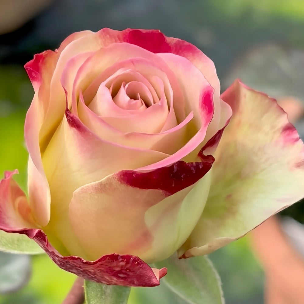 Upper Secret Rose Plant|上层秘密 image 6
