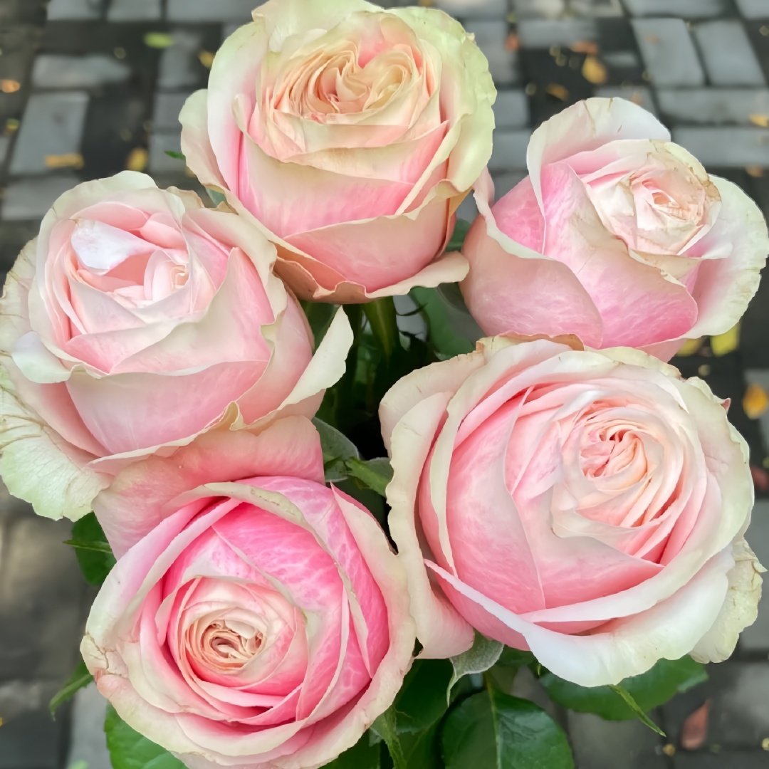 Lyon Llumieres Rose Plant|优雅 image 8