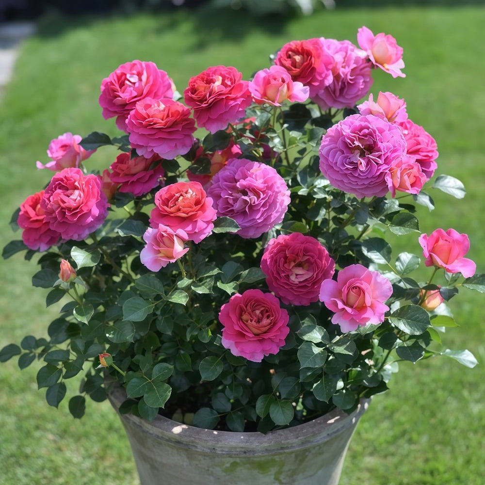 Esprit de Paris Rose Plant｜巴黎精神 image 9