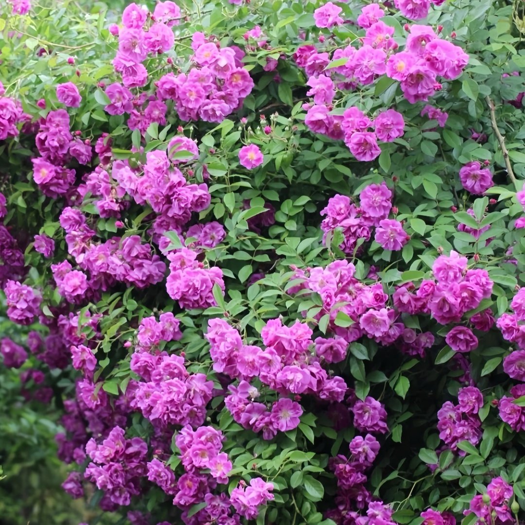 Purple Skyliner Rose Plant｜紫色客机 image 3