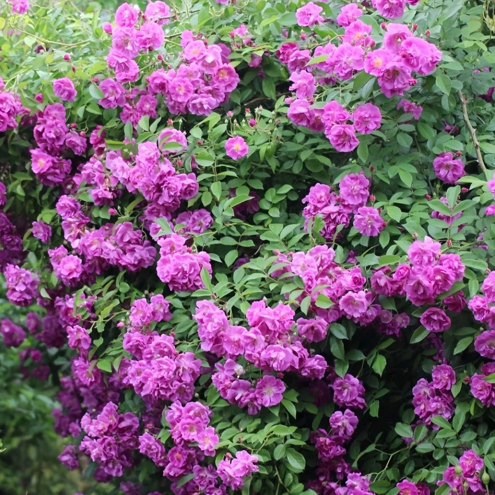 Purple Skyliner Rose Plant｜紫色客机 image 3