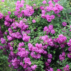 Purple Skyliner Rose Plant｜紫色客机 image 3