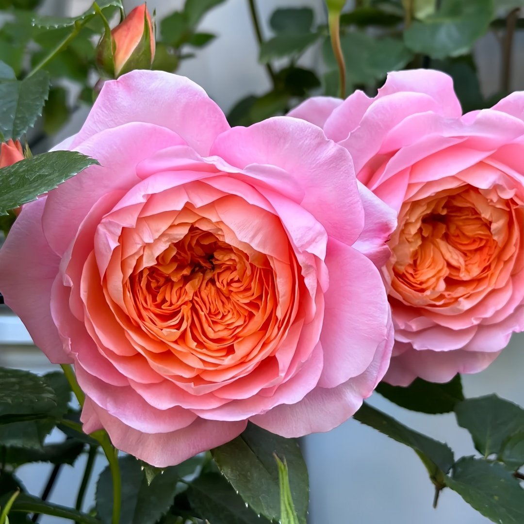 Juzi Rose Plant｜橘子 image 6