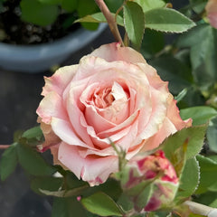 Escalante Rose Plant | 埃斯卡兰特 image 2