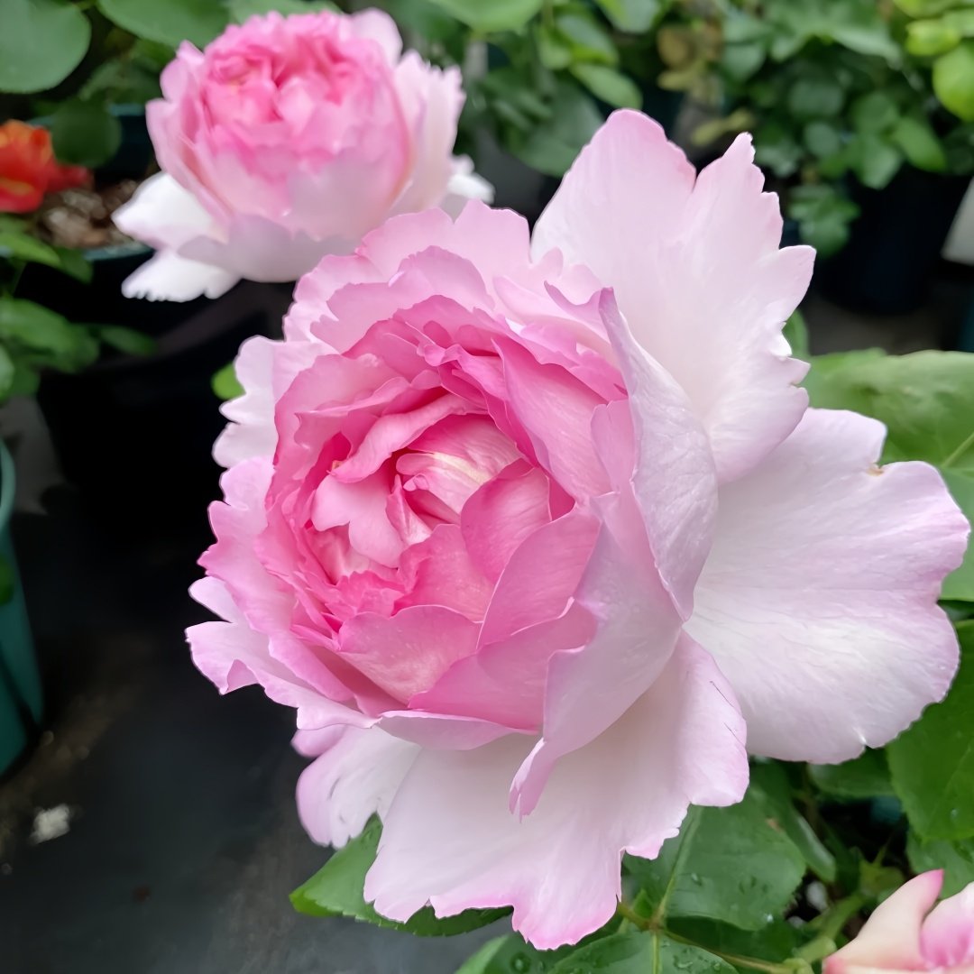 Fragrance of Fragrances Rose Plant｜伊芙魂之香水 image 7