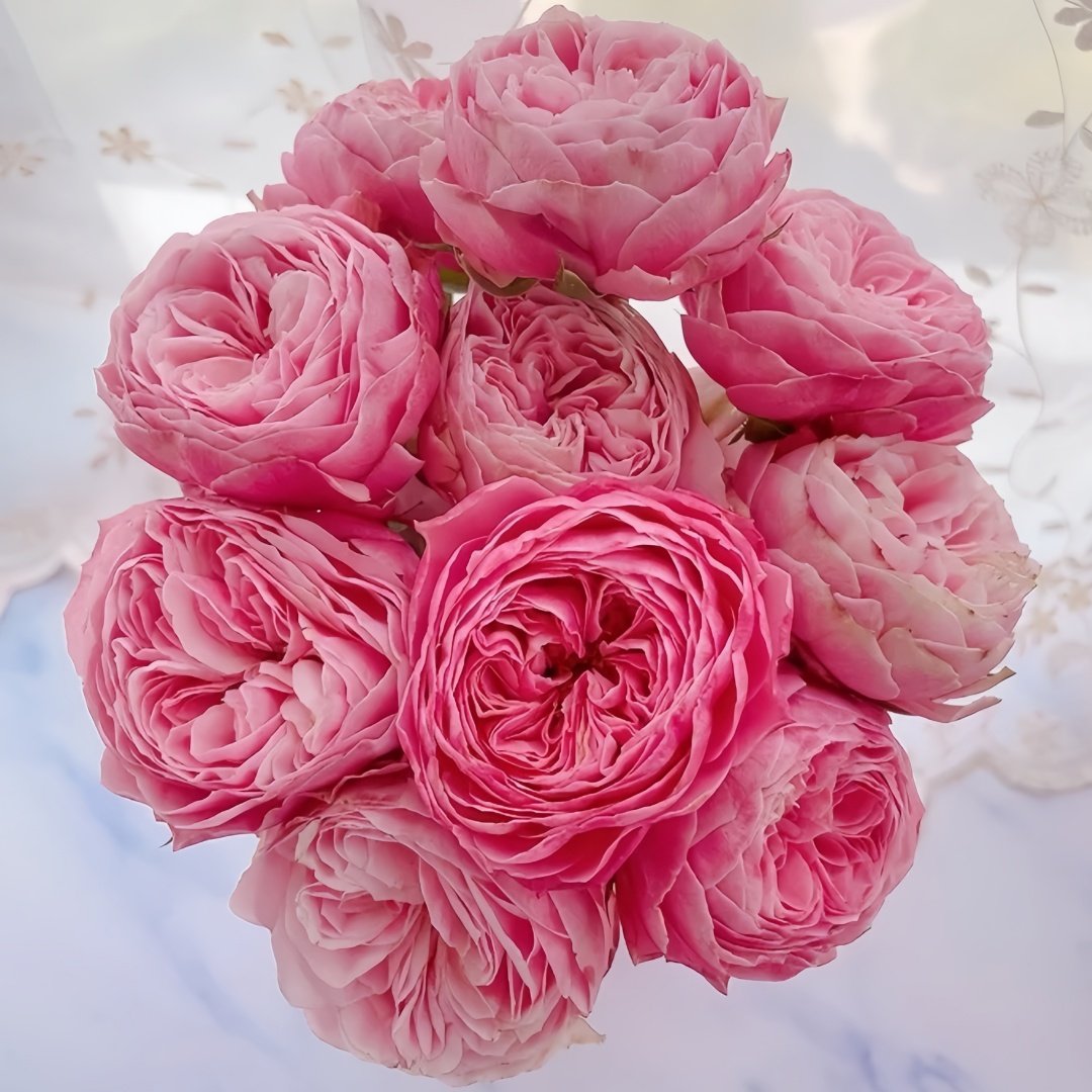 Victoria Classic Rose Plant｜维多利亚经典 image 2